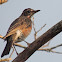 juvenile American Robin