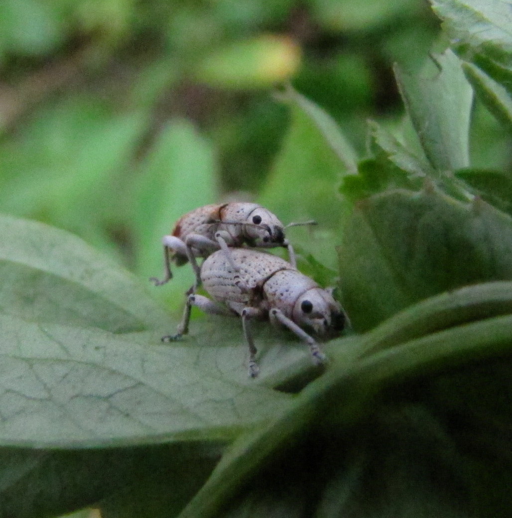 Broad-nosed weevil