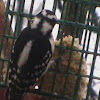 downy wood pecker