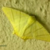 Swallow Tailed moth