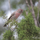 House Finch (Immature Male)