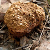 Bohemian truffle