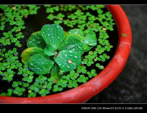 草屯 - 偉倫咖啡 [咖啡舖]