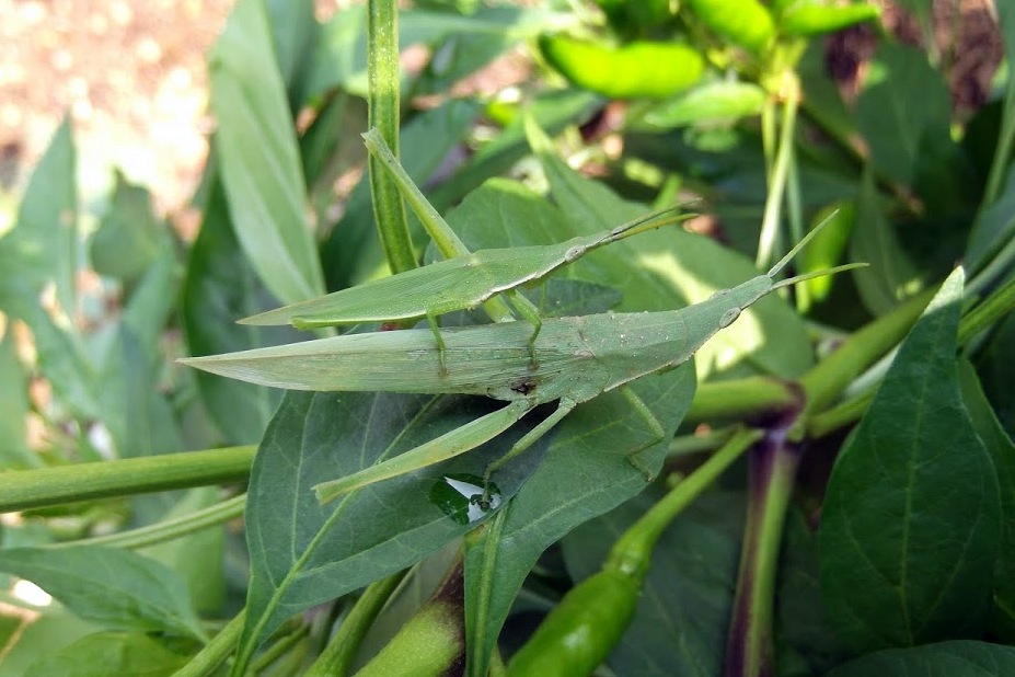 Grasshoper Male & Female
