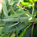 Grasshoper Male & Female