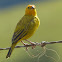 Safron finch