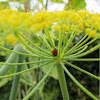Ladybug in fennel blossoms