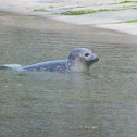 Common seal/Harbor seal