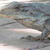 Black Iguana