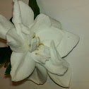 Gardenia