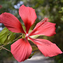 Scarlet Hibiscus