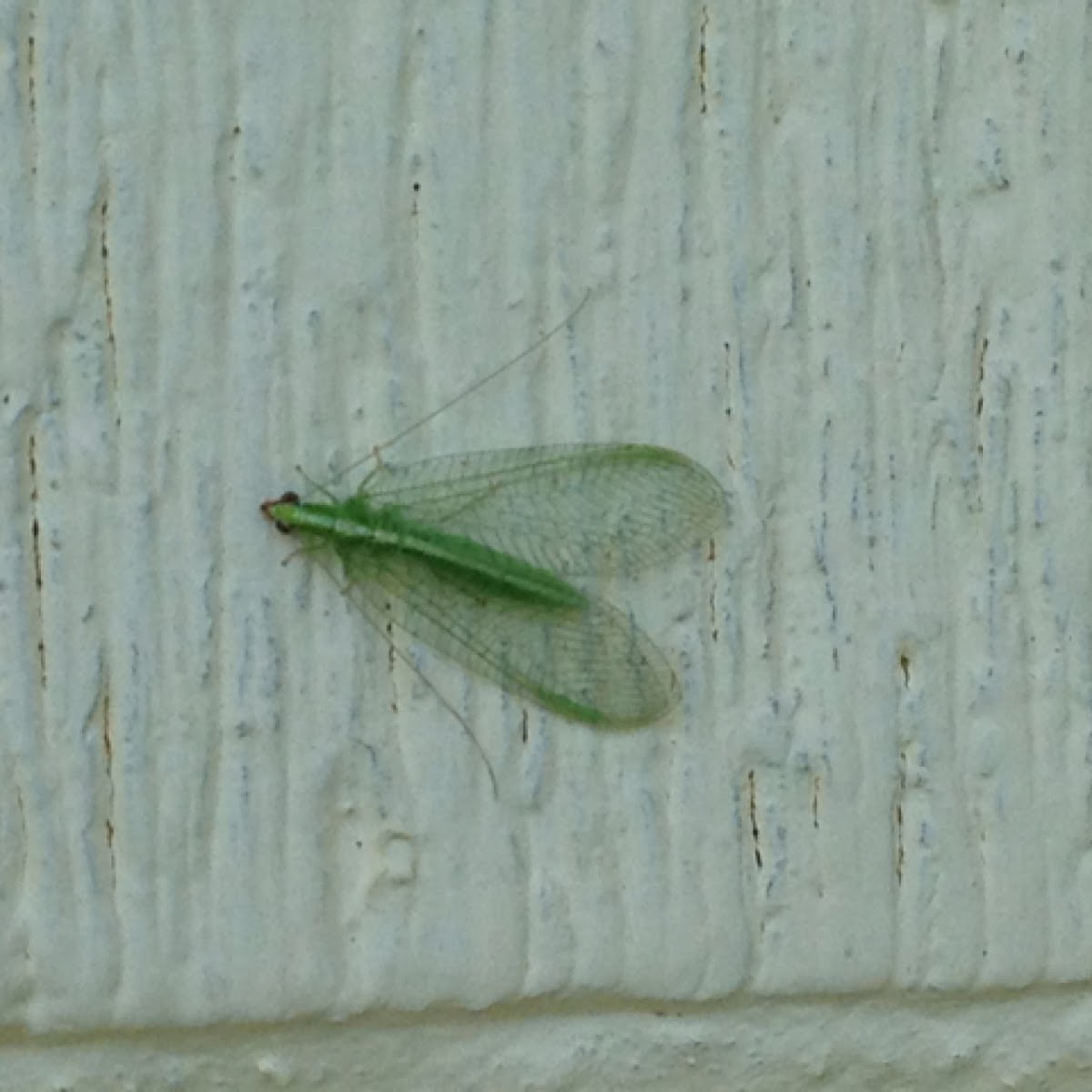 Incredible Green Lacewing