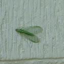 Incredible Green Lacewing