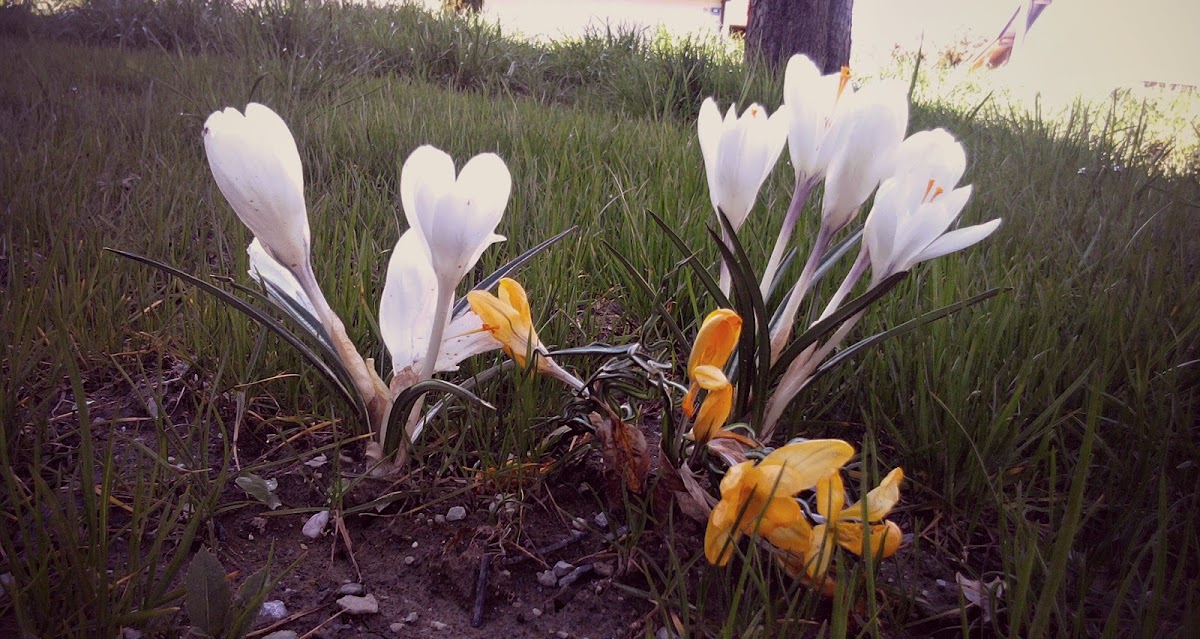 White&Yellow Spring Crocus/Beli žafran