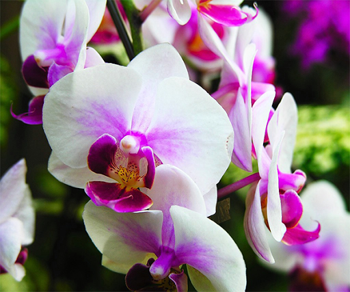 White Orchid Live Wallpaper