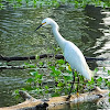 Little Egret