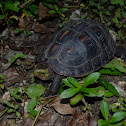 Ryukyu Box Turtle