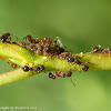Acrobat ants?