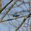 Blue Grey Gnatcatcher