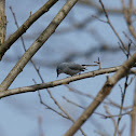 Blue Grey Gnatcatcher
