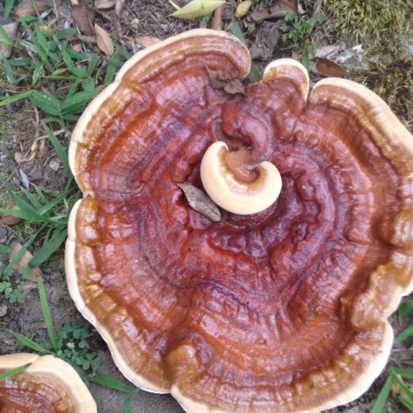 Lingzhi or Reishi Mushroom Project Noah