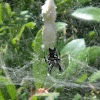 Tropica Tent-Web Spider