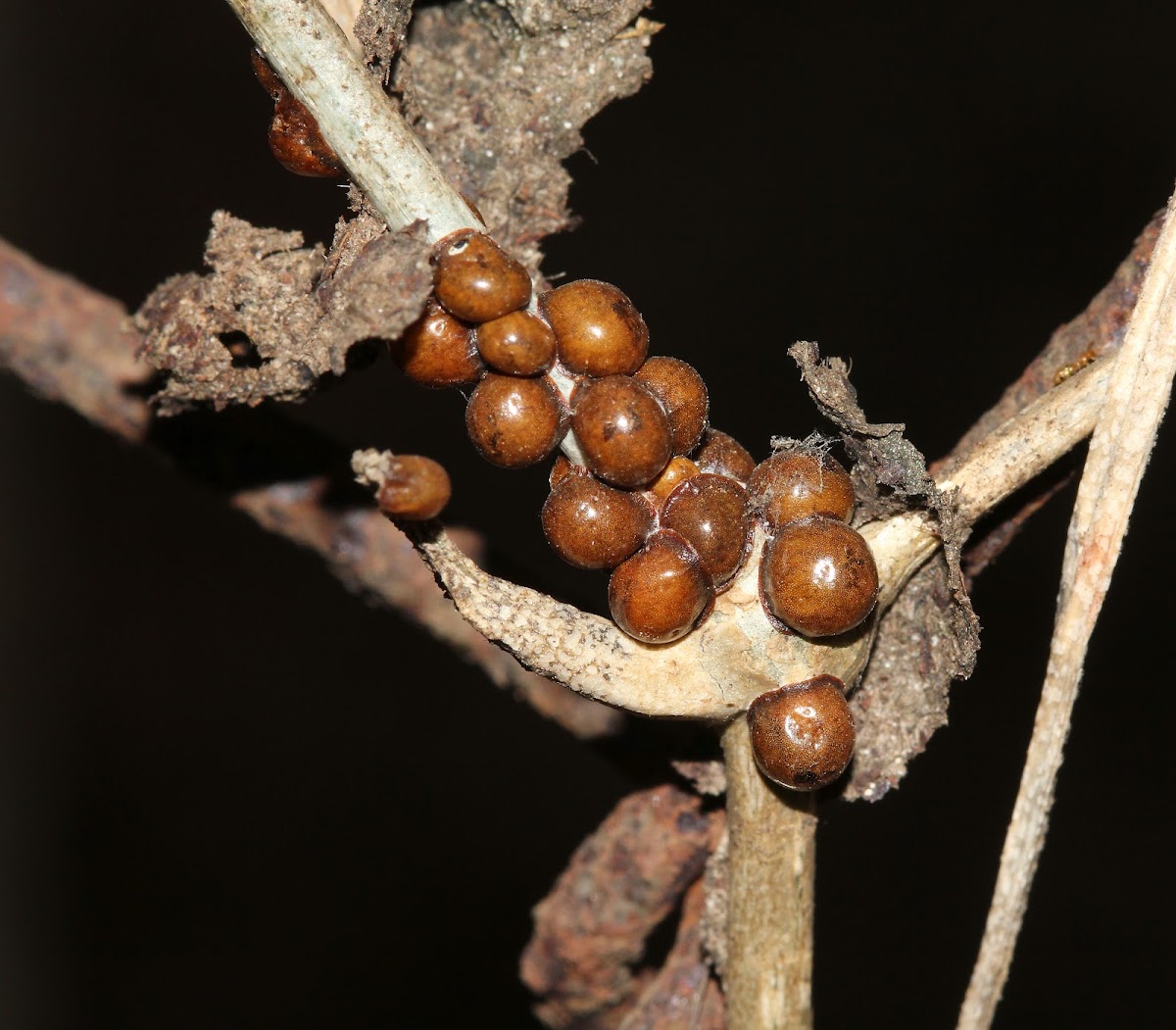 Unknown Nest and Eggs