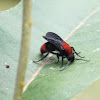Eastern Velvet Ant