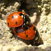 Mating Seven-spot ladybird