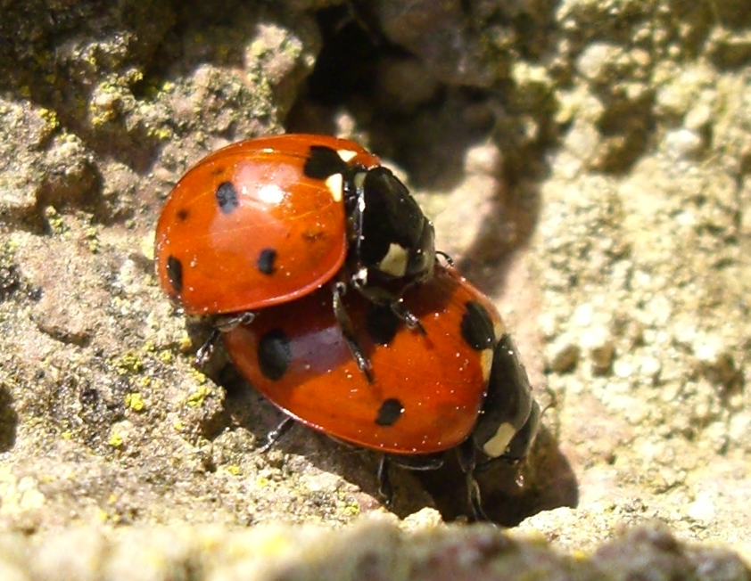 Mating Seven-spot ladybird