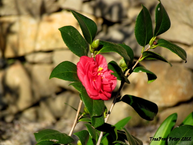 Japanese camellia