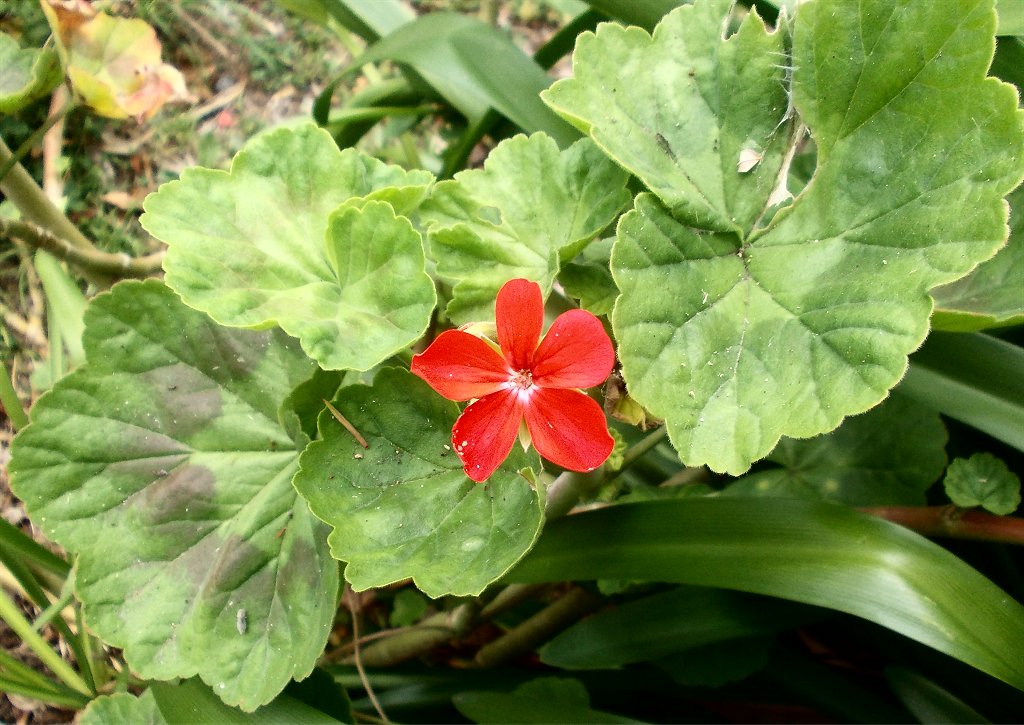Garden geranium