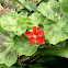 Garden geranium