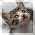 Catskurukuru logo