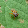 Spiny Leaf-rolling Weevil