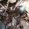 Wolf Spider (with egg sac)
