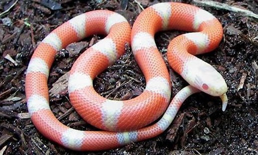 Download Snake Wallpaper HD APK for Android