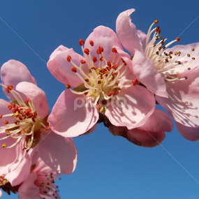 Peach blossoms by Snezana Petrovic - Flowers Tree Blossoms