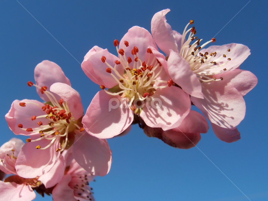 Peach blossoms by Snezana Petrovic - Flowers Tree Blossoms