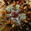 Type of sea anemone