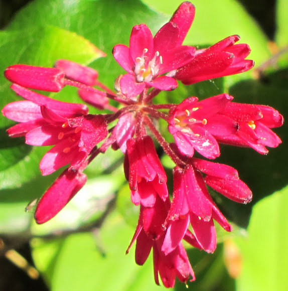 Red Clintonia Project Noah