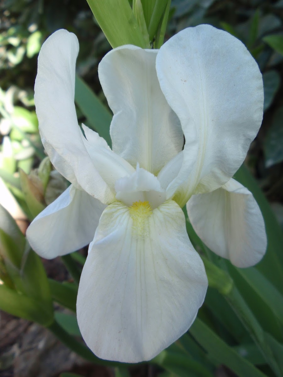White Flag Iris