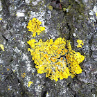Common orange lichens