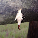 Evergreen bagworm moth