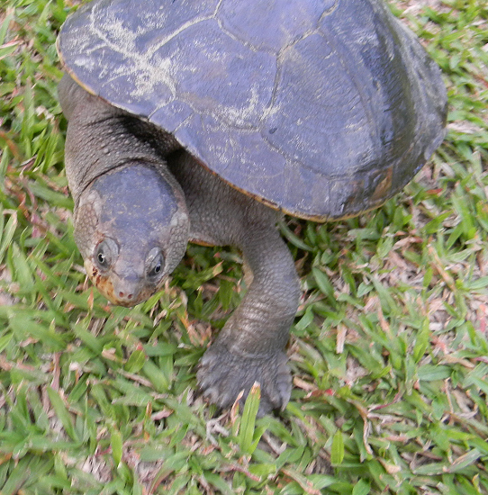 New Guinea snapping turtle