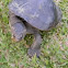 New Guinea snapping turtle
