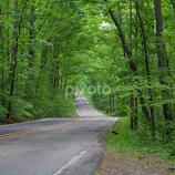 The Pig Trail by Greg Reeves -  