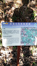 Aberdeen Nature Trail Common Lophantherum