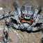 Tan Jumping Spider