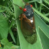 Cicada 